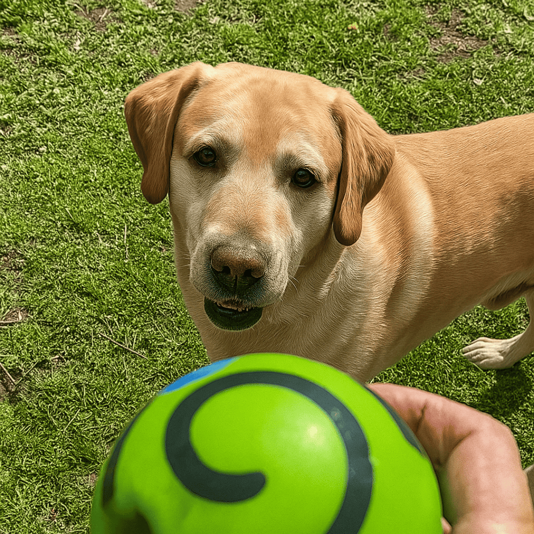 Happihound™ Pup Squeak Ball