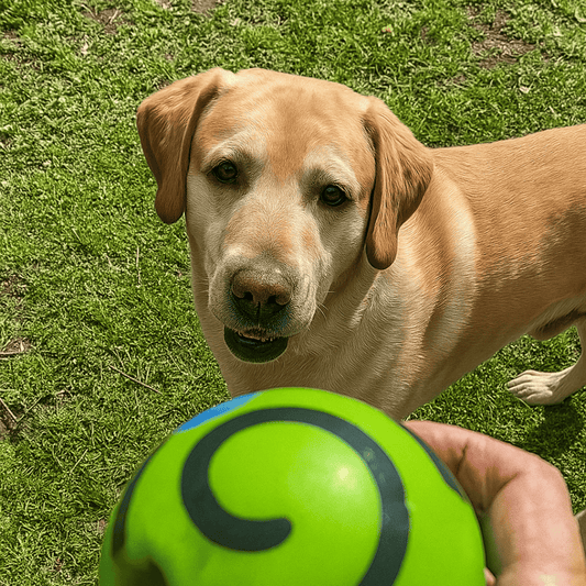Happihound™ Pup Squeak Ball