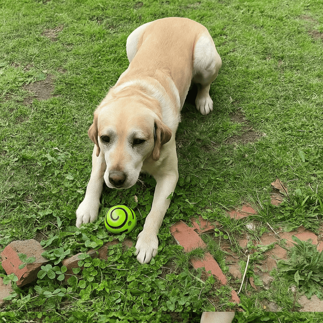 Happihound™ Pup Squeak Ball