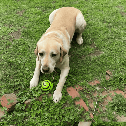 Happihound™ Pup Squeak Ball