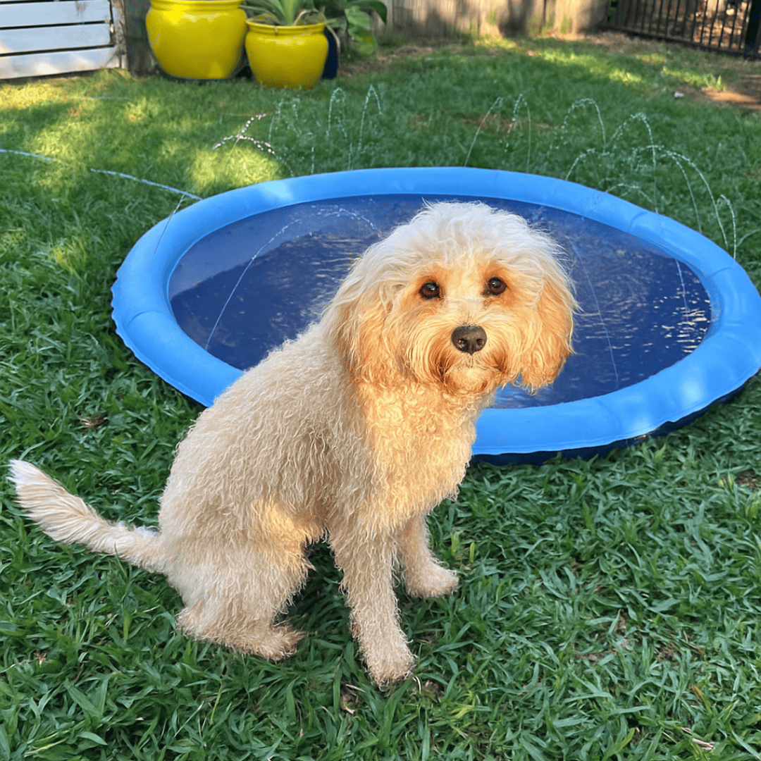 Happihound™ Sprinkler Splash Pad