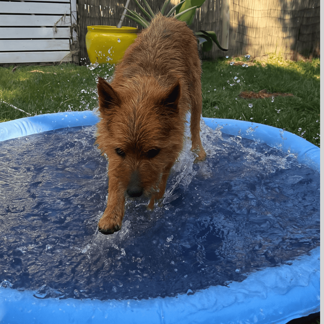 Happihound™ Sprinkler Splash Pad
